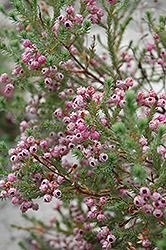 Berry Flower Heath (Erica baccans) at Lakeshore Garden Centres
