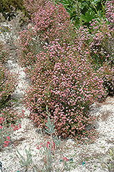 Berry Flower Heath (Erica baccans) at A Very Successful Garden Center