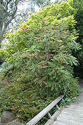Chinese Mahonia (Mahonia lomariifolia) at Stonegate Gardens