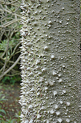 Silk Floss Tree (Chorisia speciosa) at Stonegate Gardens
