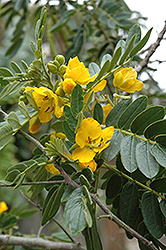 Buttercup Bush (Senna multiglandulosa) at A Very Successful Garden Center