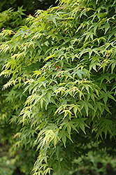 Momiji Japanese Maple (Acer palmatum 'Momiji') at A Very Successful Garden Center