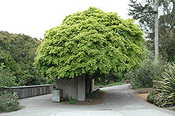 Momiji Japanese Maple (Acer palmatum 'Momiji') at A Very Successful Garden Center