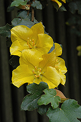 California Glory Fremontodendron (Fremontodendron 'California Glory') at A Very Successful Garden Center