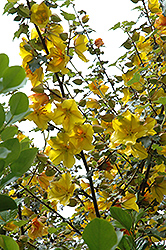 California Glory Fremontodendron (Fremontodendron 'California Glory') at Lakeshore Garden Centres