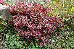 Pipa's Red Fringeflower (Loropetalum chinense 'Pipa's Red') at A Very Successful Garden Center