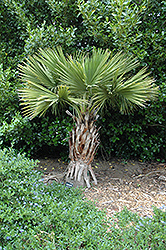 Guadalupe Palm (Brahea edulis) at A Very Successful Garden Center