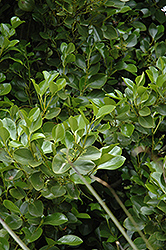 Kapuka (Griselinia littoralis) at Stonegate Gardens
