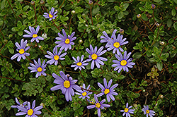 Blue Daisy (Felicia amelloides) at A Very Successful Garden Center