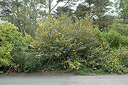 California Glory Fremontodendron (Fremontodendron 'California Glory') at Lakeshore Garden Centres