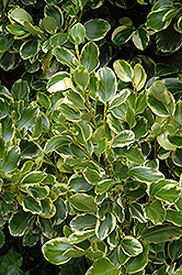 Variegated Griselinia (Griselinia littoralis 'Variegata') at A Very Successful Garden Center
