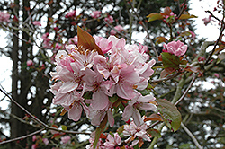 Liset Flowering Crab (Malus 'Liset') at A Very Successful Garden Center