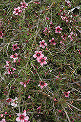 Pink Cascade Tea-Tree (Leptospermum scoparium 'Pink Cascade') at Stonegate Gardens
