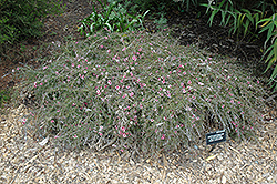 Pink Cascade Tea-Tree (Leptospermum scoparium 'Pink Cascade') at Stonegate Gardens