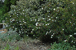 Blanche White Rockrose (Cistus ladanifer 'Blanche') at Lakeshore Garden Centres