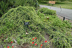 Weeping Cedar of Lebanon (Cedrus libani 'Pendula') at Stonegate Gardens
