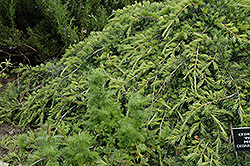 Weeping Cedar of Lebanon (Cedrus libani 'Pendula') at A Very Successful Garden Center