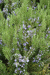 Collingwood Ingram Rosemary (Rosmarinus officinalis 'Collingwood Ingram') at Lakeshore Garden Centres