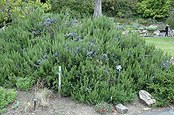 Collingwood Ingram Rosemary (Rosmarinus officinalis 'Collingwood Ingram') at A Very Successful Garden Center