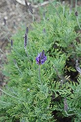 Fernleaf Lavender (Lavandula pinnata) at A Very Successful Garden Center