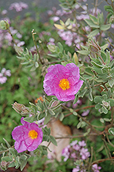 Rockrose (Cistus albidus) at A Very Successful Garden Center