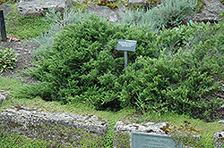 New Blue Tam Juniper (Juniperus sabina 'New Blue Tam') at A Very Successful Garden Center