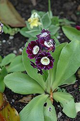Border Primrose (Primula x pubescens) at A Very Successful Garden Center