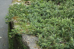 Shore Juniper (Juniperus conferta) at A Very Successful Garden Center