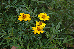 Mt. Lemmon Marigold (Tagetes lemmonii) at A Very Successful Garden Center