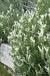 White Italian Lavender (Lavandula stoechas 'Leucantha') at A Very Successful Garden Center