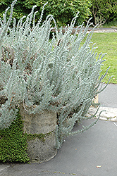 Beach Wormwood (Artemisia pycnocephala) at A Very Successful Garden Center