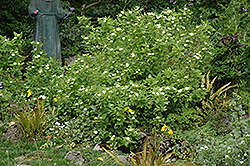 White Heliotrope (Heliotropium arborescens 'Album') at A Very Successful Garden Center