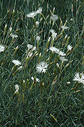 White Lace Pinks (Dianthus plumarius 'White Lace') at A Very Successful Garden Center