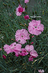 Pinks (Dianthus plumarius) at A Very Successful Garden Center
