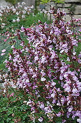 Dwarf Sage (Salvia officinalis 'Nana') at A Very Successful Garden Center