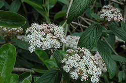 Sweet Viburnum (Viburnum odoratissimum) at Lakeshore Garden Centres