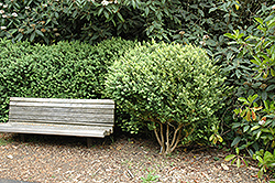 Common Boxwood (Buxus sempervirens) at Lakeshore Garden Centres