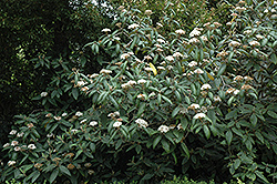 Sweet Viburnum (Viburnum odoratissimum) at A Very Successful Garden Center