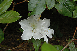 D. Stanton Rhododendron (Rhododendron 'D. Stanton') at Stonegate Gardens