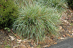 Blue Moor Grass (Sesleria caerulea) at A Very Successful Garden Center