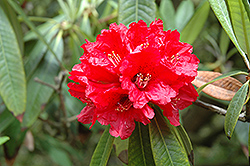 Tree Rhododendron (Rhododendron arboreum) at A Very Successful Garden Center
