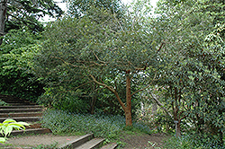 Orange-bark Myrtle (Luma apiculata) at A Very Successful Garden Center