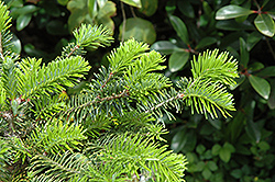 Delavay's Fir (Abies delavayi) at Stonegate Gardens