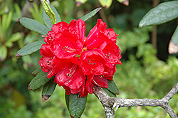 Red Rhododendron (Rhododendron delavayi) at A Very Successful Garden Center