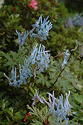 Blue Corydalis (Corydalis flexuosa) at Stonegate Gardens