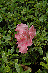 Gumpo Pink Azalea (Rhododendron 'Gumpo Pink') at Stonegate Gardens