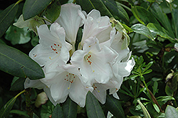 Senator Jackson Rhododendron (Rhododendron 'Senator Jackson') at Stonegate Gardens