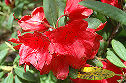 Elizabeth Rhododendron (Rhododendron 'Elizabeth') at A Very Successful Garden Center