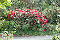 Noyo Chief Rhododendron (Rhododendron 'Noyo Chief') at Stonegate Gardens