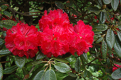 Noyo Chief Rhododendron (Rhododendron 'Noyo Chief') at Stonegate Gardens